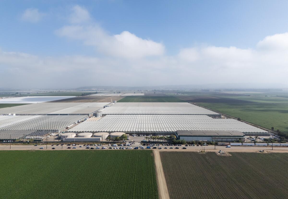 Aerial view of Glass House Farms' greenhouse complex in Camarillo, California